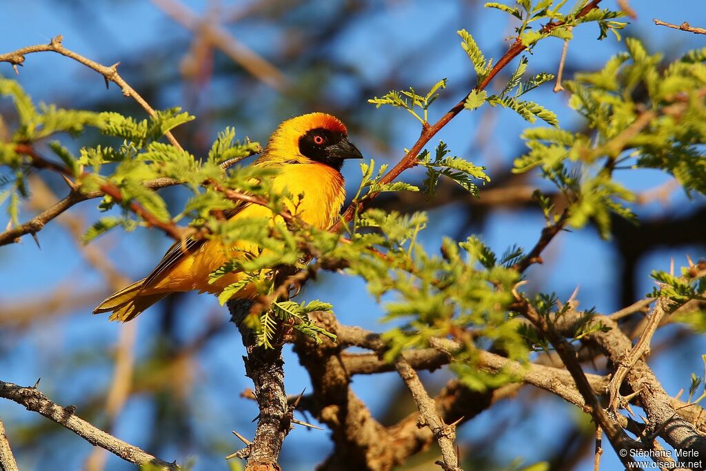 Tisserin à tête rousse mâle adulte