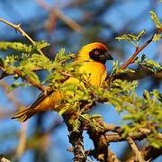 Southern Masked Weaver