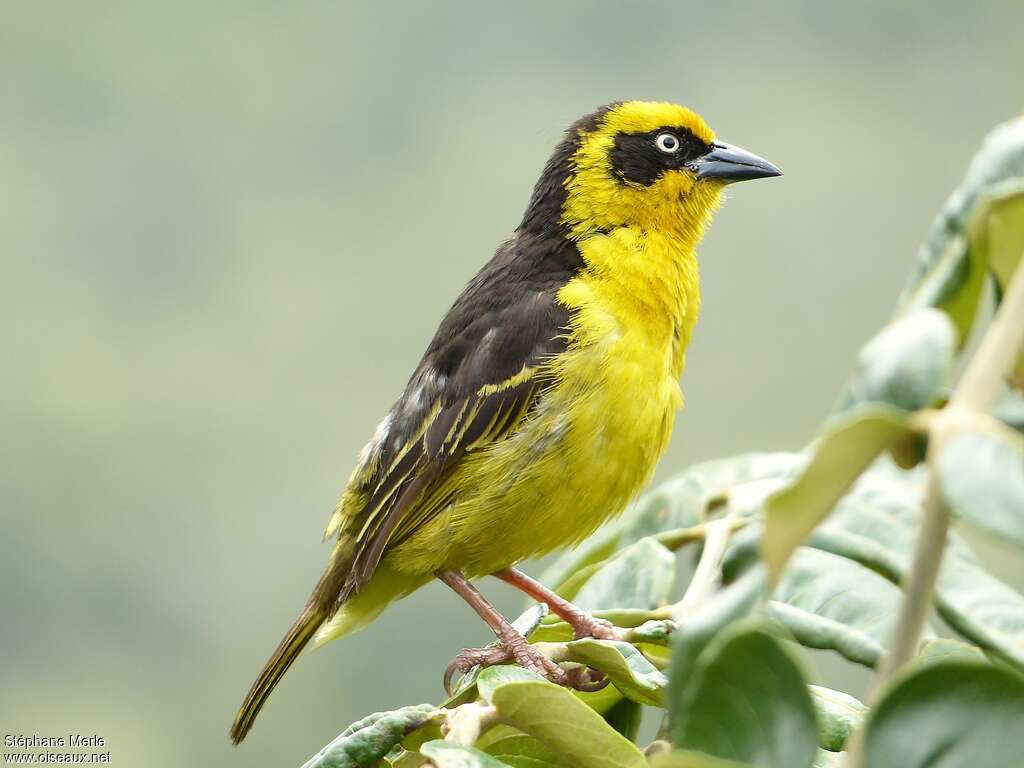 Baglafecht Weaver male adult breeding, identification