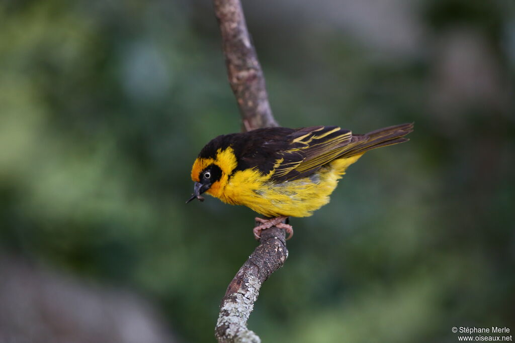 Baglafecht Weaver male adult