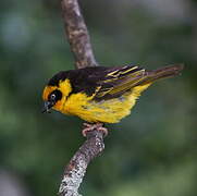 Baglafecht Weaver