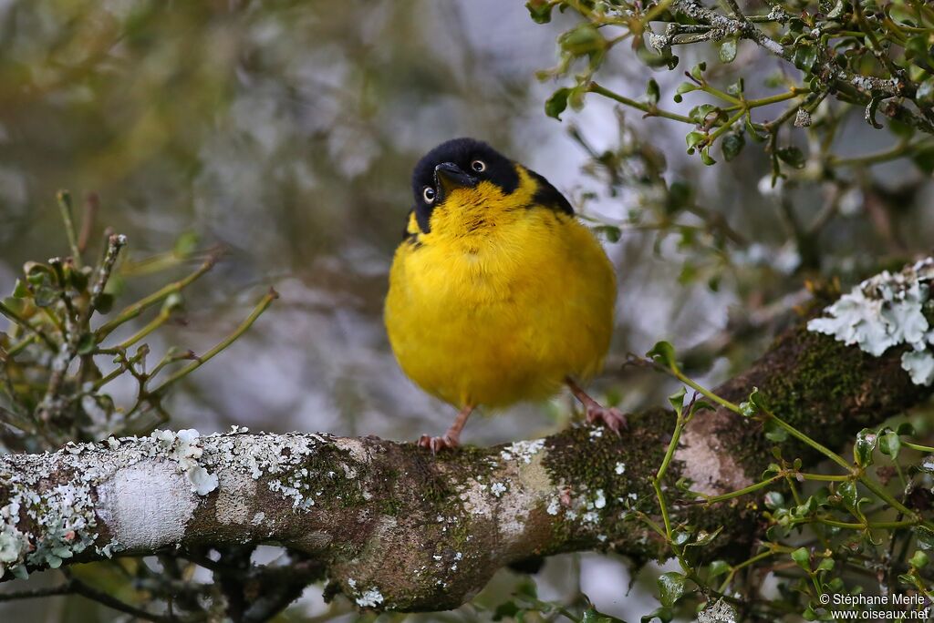 Baglafecht Weaver female adult