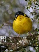 Baglafecht Weaver