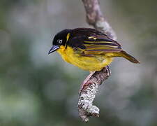 Baglafecht Weaver