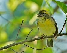 Baya Weaver