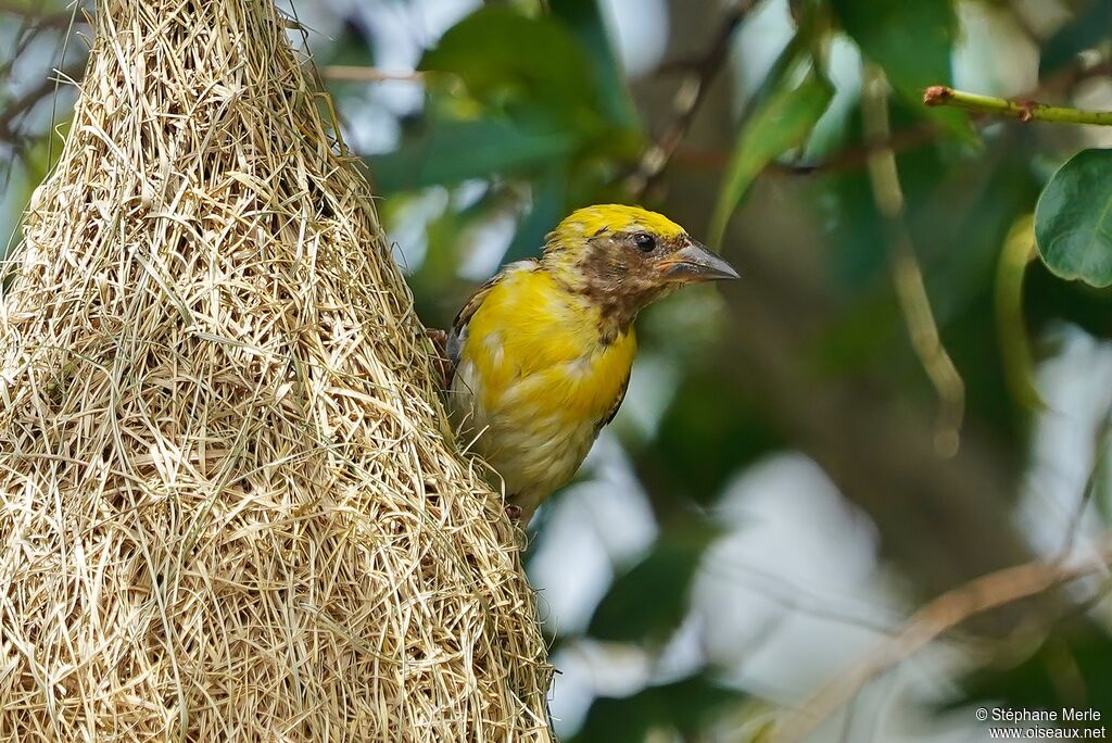 Baya Weaver male adult