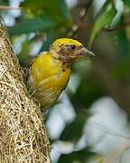 Baya Weaver