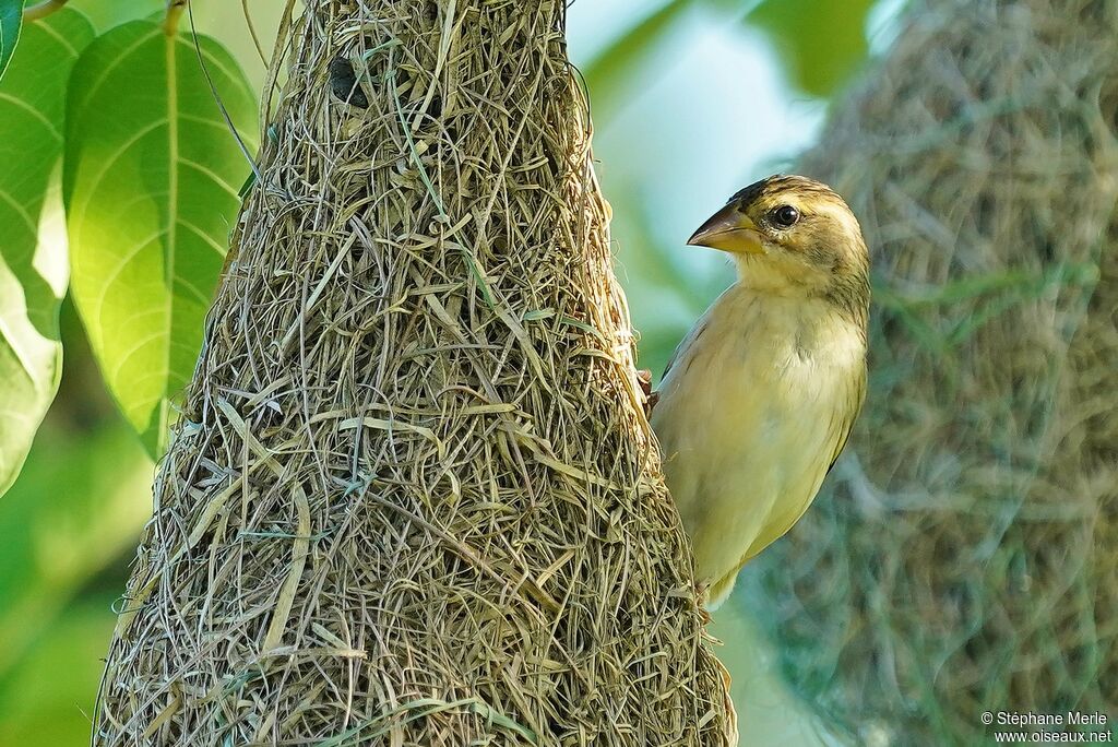 Baya Weaver female