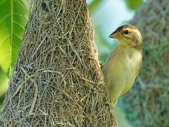 Baya Weaver