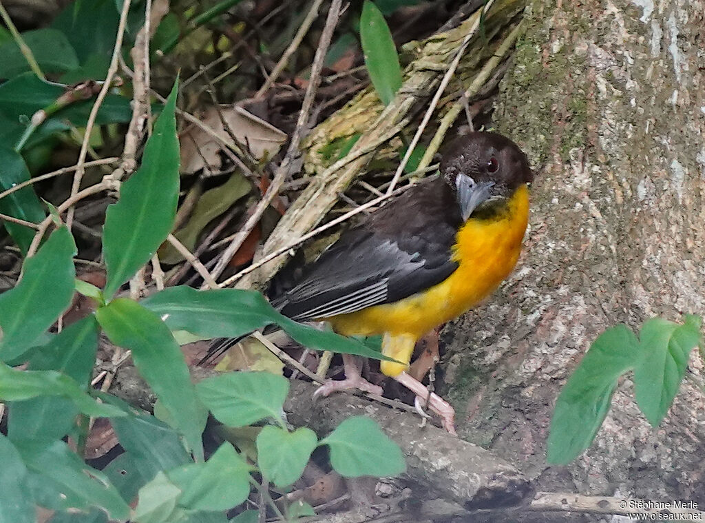 Dark-backed Weaver