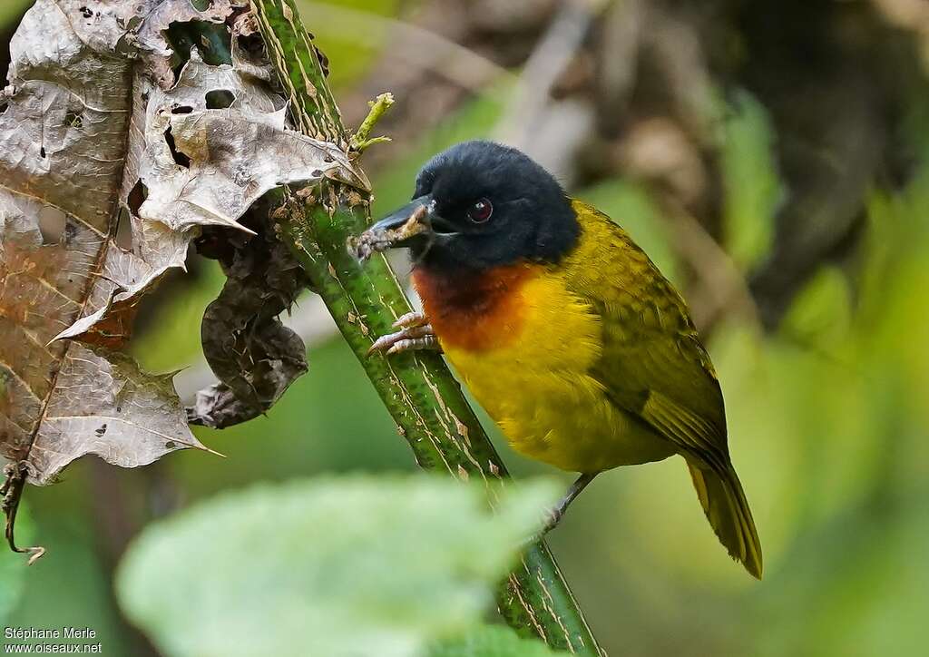 Tisserin de montagne mâle adulte, portrait, régime