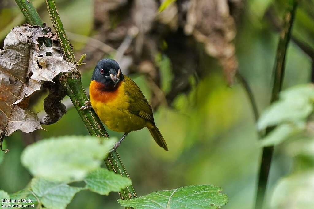 Strange Weaver male, habitat, pigmentation, feeding habits