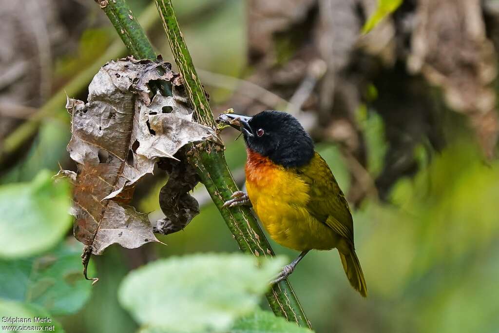 Strange Weaver male adult, identification