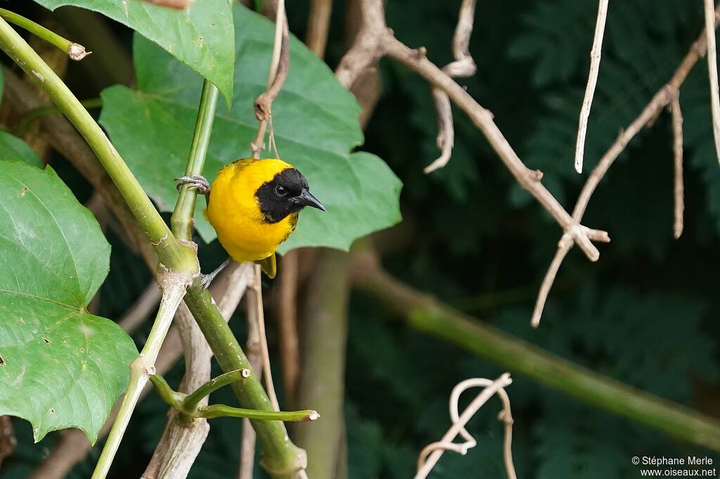 Slender-billed Weaver male adult