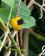 Slender-billed Weaver