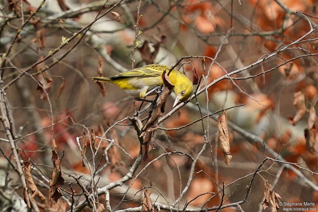 Slender-billed Weaver female adult