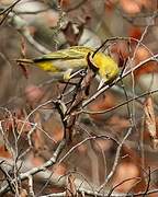 Slender-billed Weaver