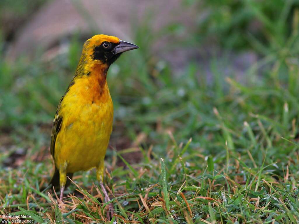 Speke's Weaver male, identification