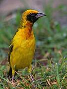 Speke's Weaver