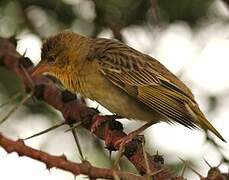 Speke's Weaver