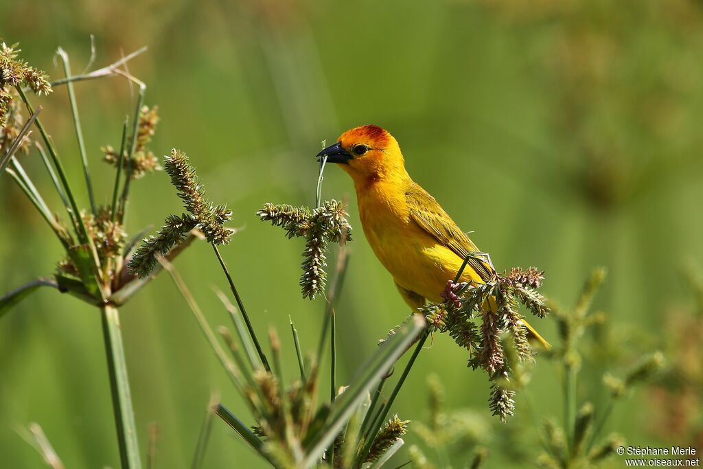 Taveta Weaver male adult