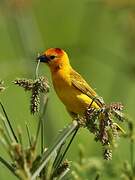 Taveta Weaver