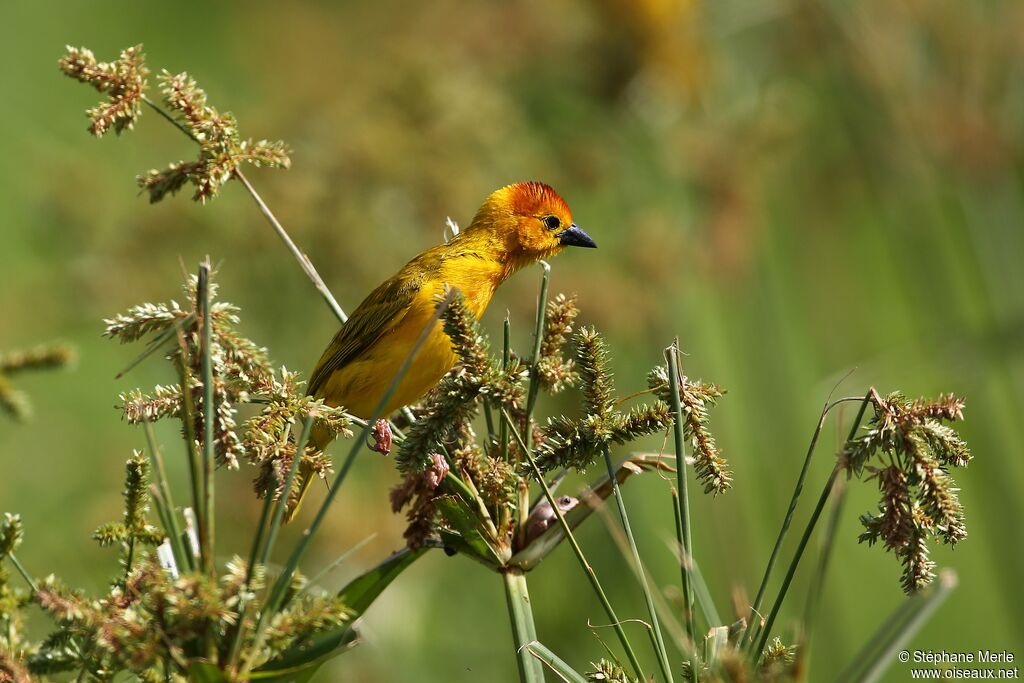 Taveta Weaver male adult