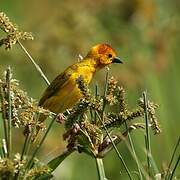 Taveta Weaver