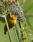 Taveta Weaver