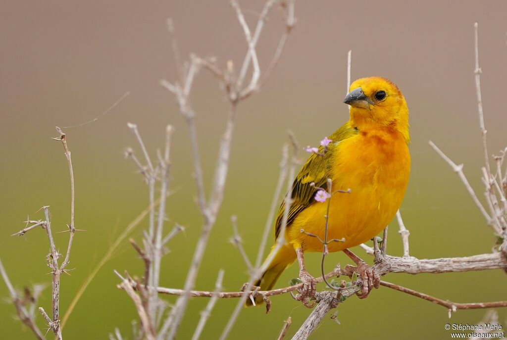 Taveta Weaver male adult