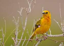 Taveta Weaver