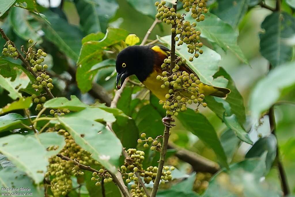 Weyns's Weaver male adult breeding, feeding habits