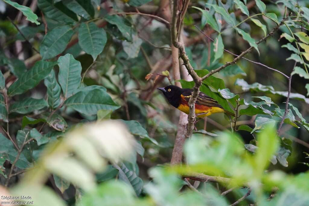 Weyns's Weaver male adult breeding, identification