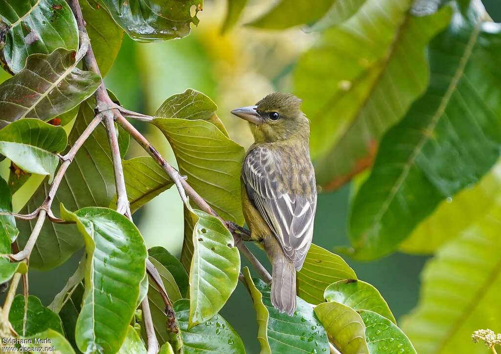 Tisserin de Weyns1ère année, identification