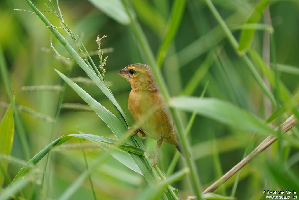 Asian Golden Weaver