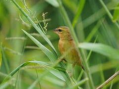 Asian Golden Weaver