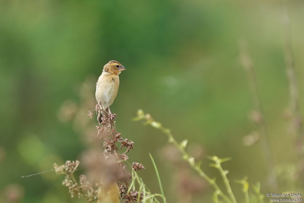 Asian Golden Weaver