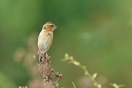 Asian Golden Weaver