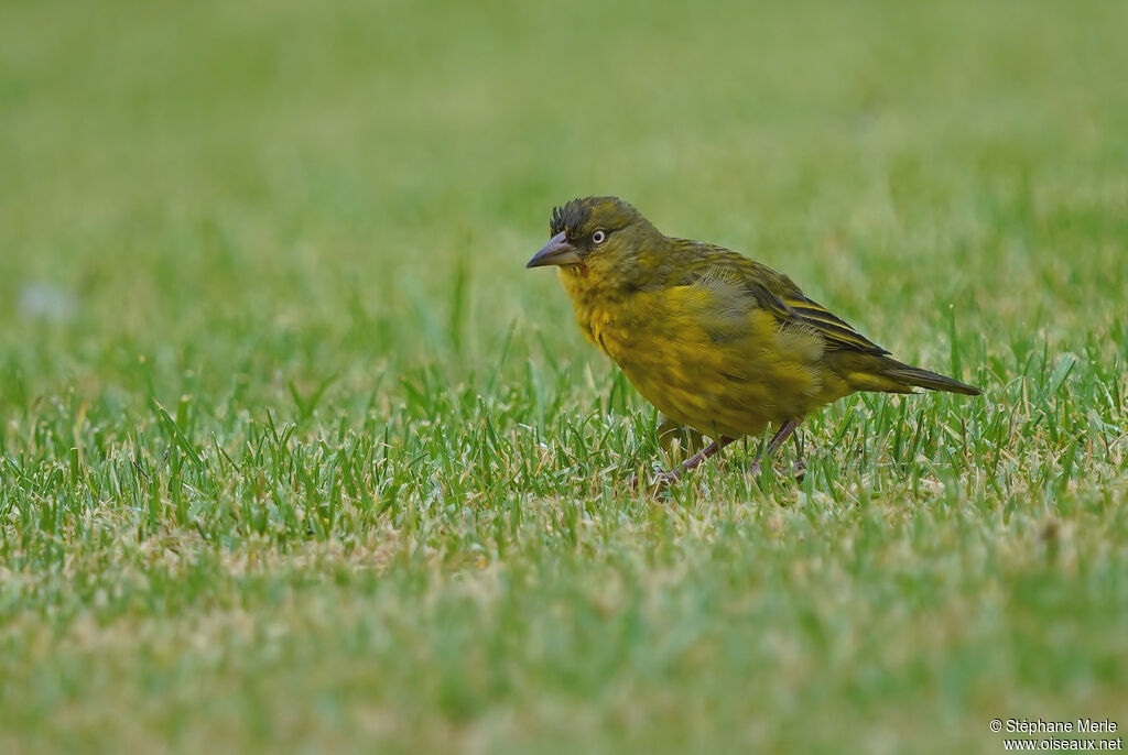 Cape Weaver female adult