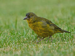 Cape Weaver