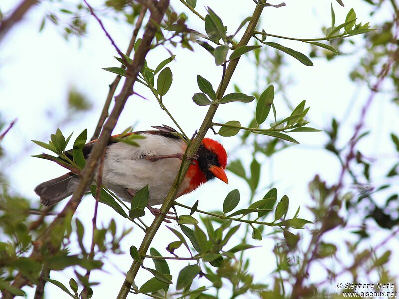 Red-headed Weaver male adult