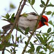 Red-headed Weaver