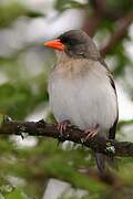 Red-headed Weaver