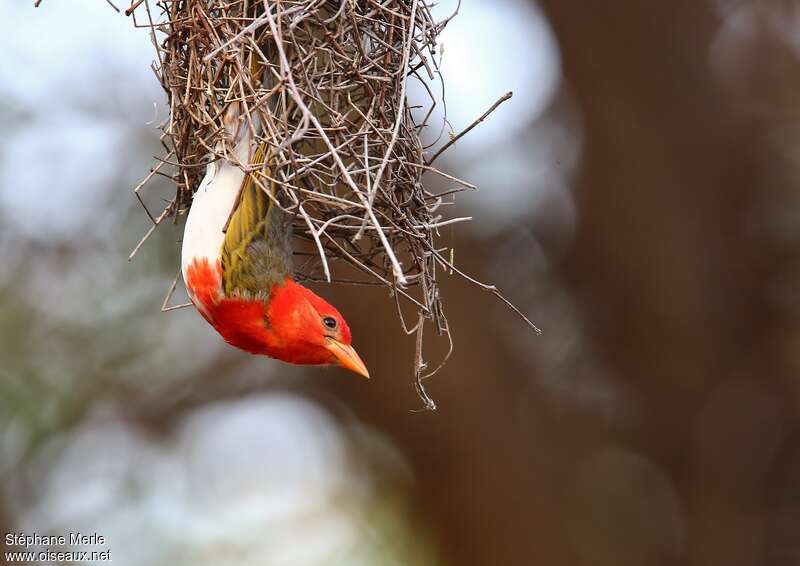 Red-headed Weaver male adult breeding, pigmentation, Reproduction-nesting