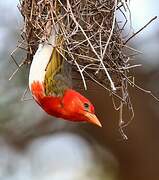 Red-headed Weaver