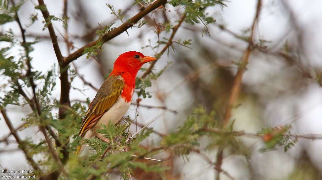 Red-headed Weaver male adult breeding, habitat, pigmentation