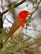 Red-headed Weaver