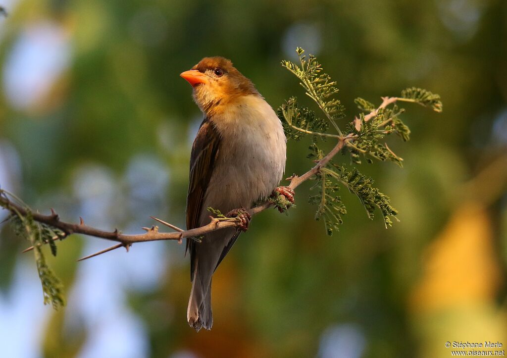 Red-headed Weaver female