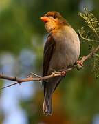 Red-headed Weaver