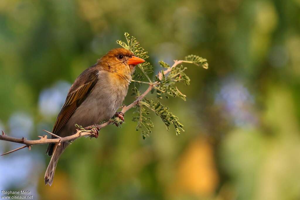 Red-headed Weaverimmature, identification